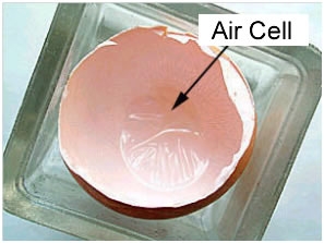 Sacca  d'aria in un uovo di gallina