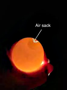 La secca d'aria di un uovo vista in controluce 